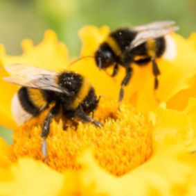 BEES Photo