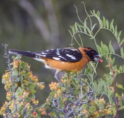 Bird Photo