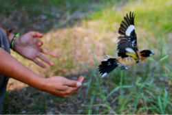 Bird Photo