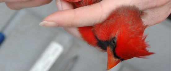 Bird Bander Training banner photo