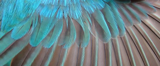Molt and Plumage Studies Program banner photo