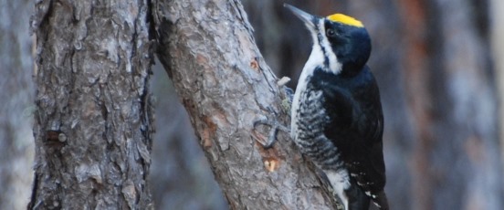 Black-Backed Woodpecker Ecology program banner photo