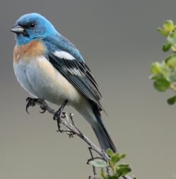 Bird Photo