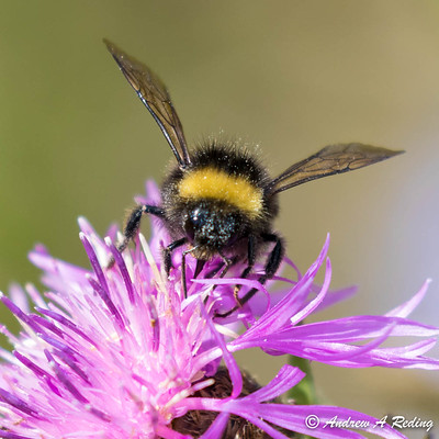 BEES2 Photo