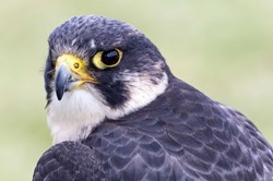 Bird Photo
