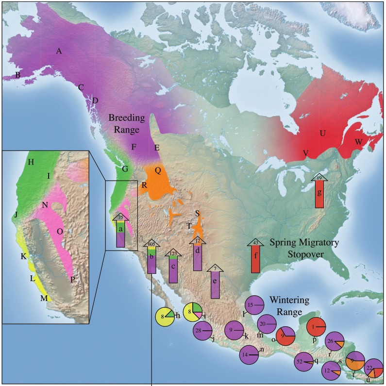 graphic of migratory connectivity