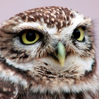 Burrowing Owl Photo