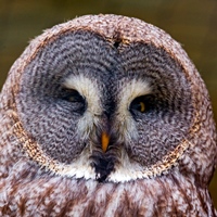 Birds of Prey Photo