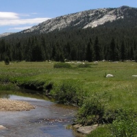 Montane Meadow Photo