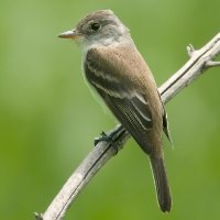 Willow Flycatcher Photo