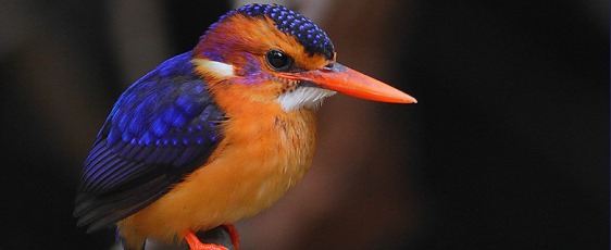 Bird Populations Journal banner photo