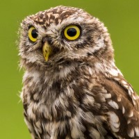 Species Codes Photo