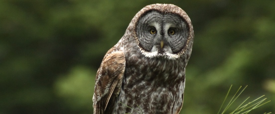 Great Gray Owl Research banner photo