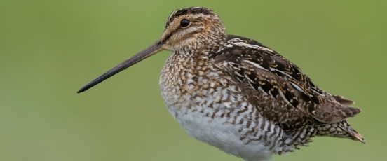 Sierra Meadows Protocols banner photo