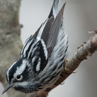Black-and-white Warbler Photo