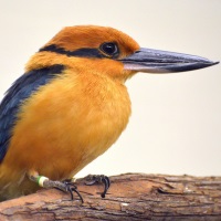 Micronesian Kingfisher Photo