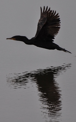 Bird Photo