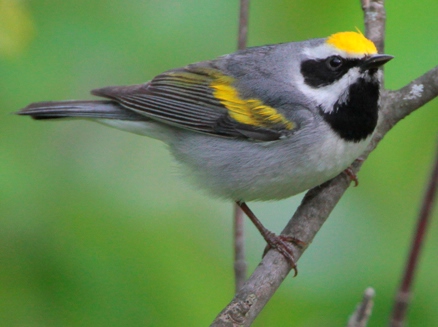 Wilson's Warbler