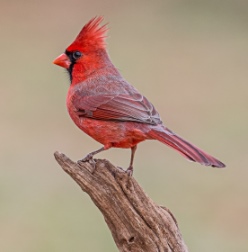Bird Photo