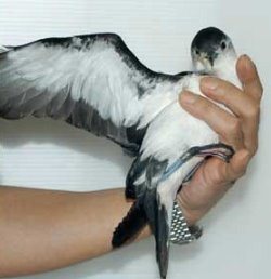 Bird Photo