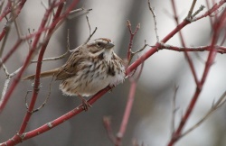 Bird Photo