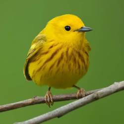 Bird Photo