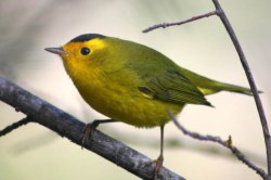 Bird Photo