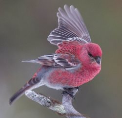 Bird Photo