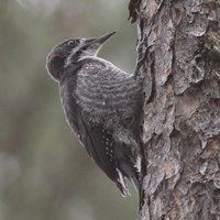 Black Backed Woodpecker Photo